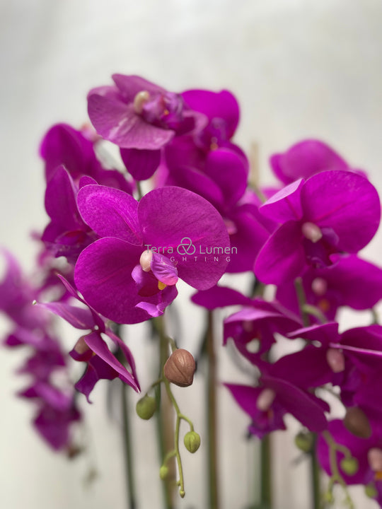 Pink Orchids in a Rectangular Vase