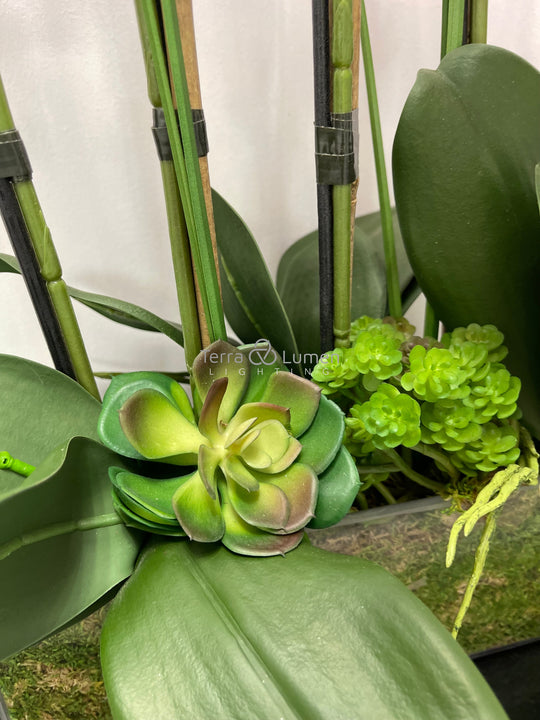 Pink Orchids in a Rectangular Vase